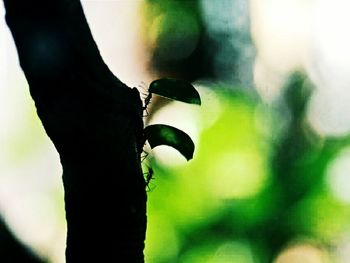 Close-up of tree trunk