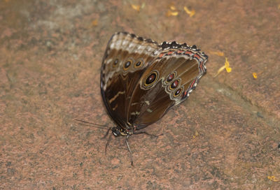 Close-up of morpho butterfly