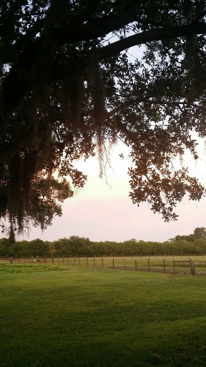 tree, grass, tranquility, tranquil scene, field, landscape, green color, scenics, growth, grassy, beauty in nature, nature, branch, tree trunk, sky, sunlight, idyllic, non-urban scene, no people, outdoors