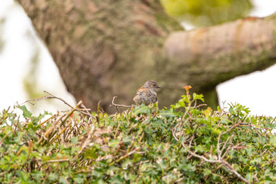 Low angle view of bird perching on branch