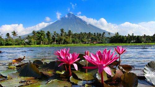 Lotus water lily in lake against sky