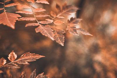 Autumn scene with orange leaves and blurred brown branches