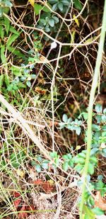 Full frame shot of plants on land