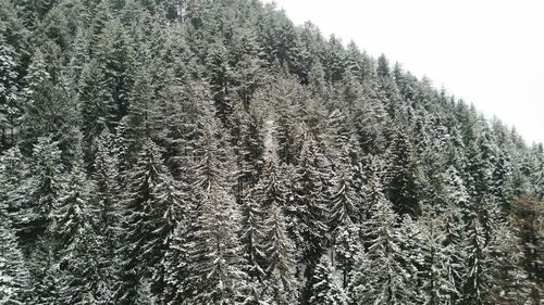 Close-up of snow covered plants in forest