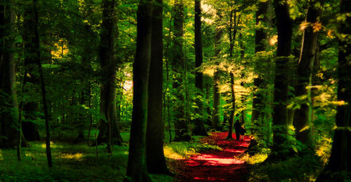 Trees in forest