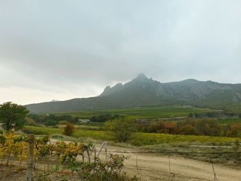 Scenic view of field against sky