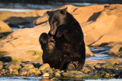 Black dog on rock