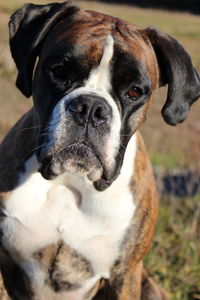 Close-up of a dog