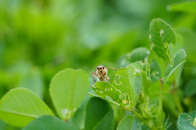 Close-up of insect on leaf