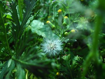 Close-up of dandelion on field