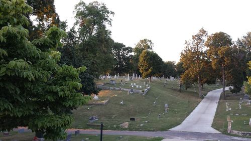 Trees in cemetery