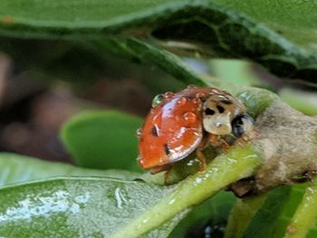 Close-up of insect on wet leaf