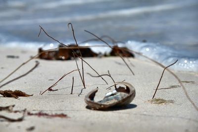Close-up of crab on beach