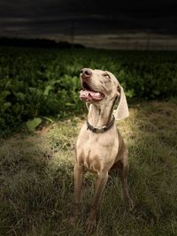 Dog looking away on field