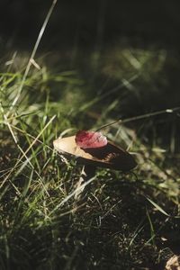 Close-up of mushroom on grass