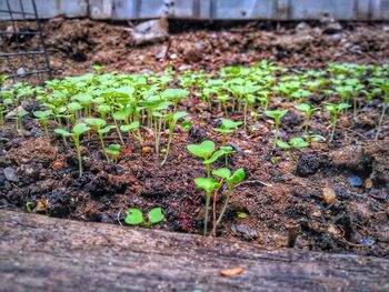 Plants growing on wet field