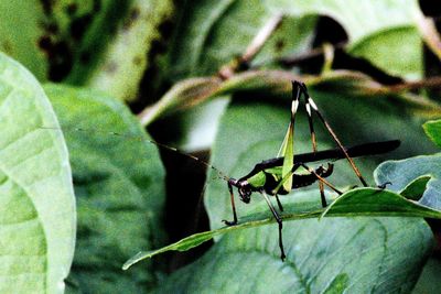 Close-up of insect on leaf