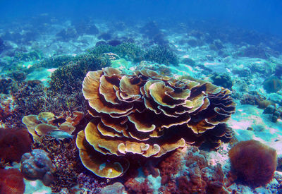 Beautiful coral reef in andaman 