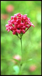 Close-up of pink flowers