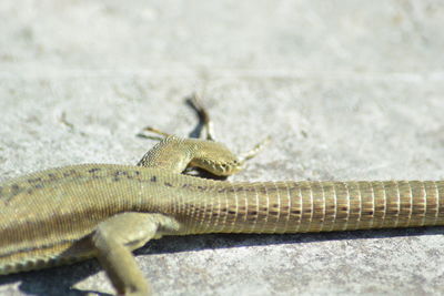 Close-up of lizard