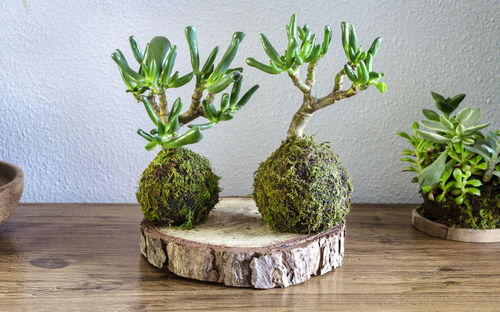 Close-up of potted plant on table against wall