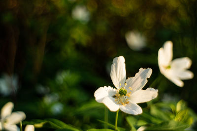 Close-up of white flowers blooming outdoors