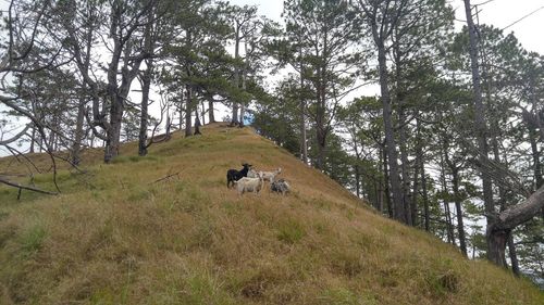 Low angle view of sheep on tree against sky