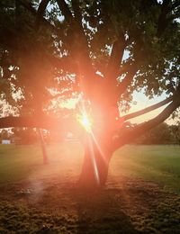 Sunlight streaming through trees on field during sunset