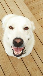 High angle portrait of dog on hardwood floor