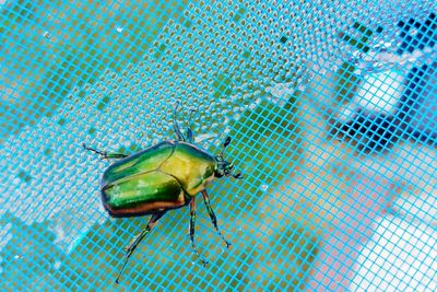 Close-up of beetle on netting