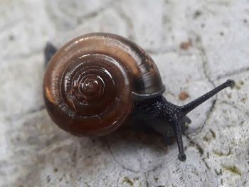 Close-up of snail