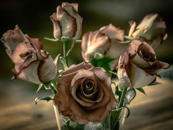 Close-up of roses against blurred background
