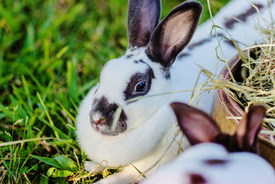 Close-up of rabbits by straw on field