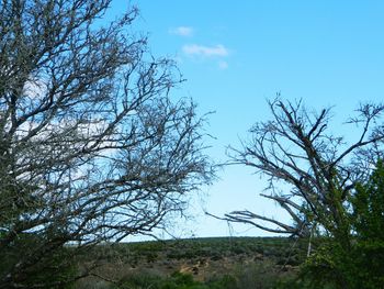 Low angle view of trees against sky