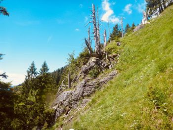 Scenic view of forest against sky