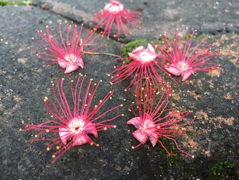 Close-up high angle view of flowers