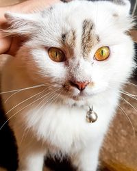 Close-up portrait of cat