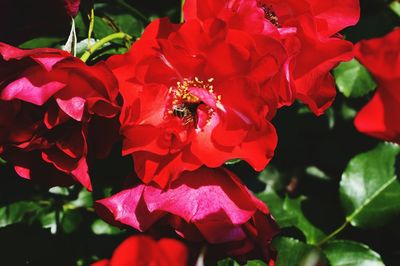 Close-up of bee pollinating on red flower