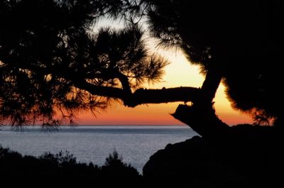 Silhouette tree by sea against sky during sunset