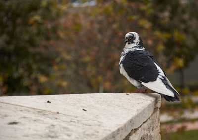 Close-up of pigeon perching on wall