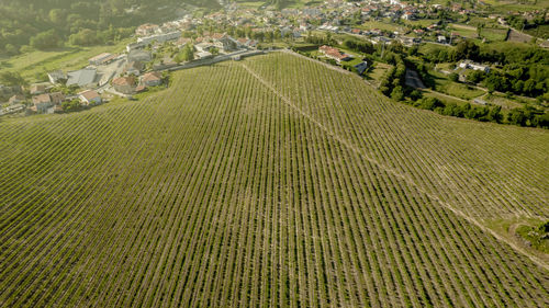 Scenic view of vineyard