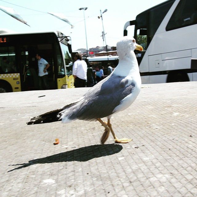 animal themes, transportation, one animal, bird, mode of transport, car, animals in the wild, street, wildlife, land vehicle, building exterior, built structure, road, seagull, sunlight, architecture, outdoors, day, side view, full length