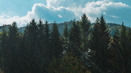 Trees in forest against sky