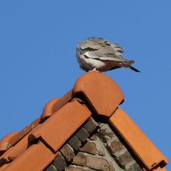 Low angle view of bird perching on roof against clear sky