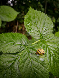 Close-up of green leaves on plant