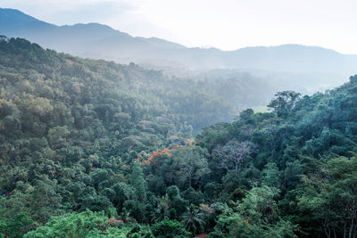 Scenic view of forest