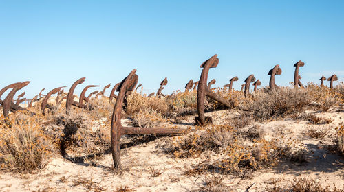 Plants on desert against clear blue sky