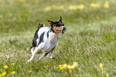 Dog running on grassy field