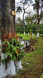 Trees growing in park