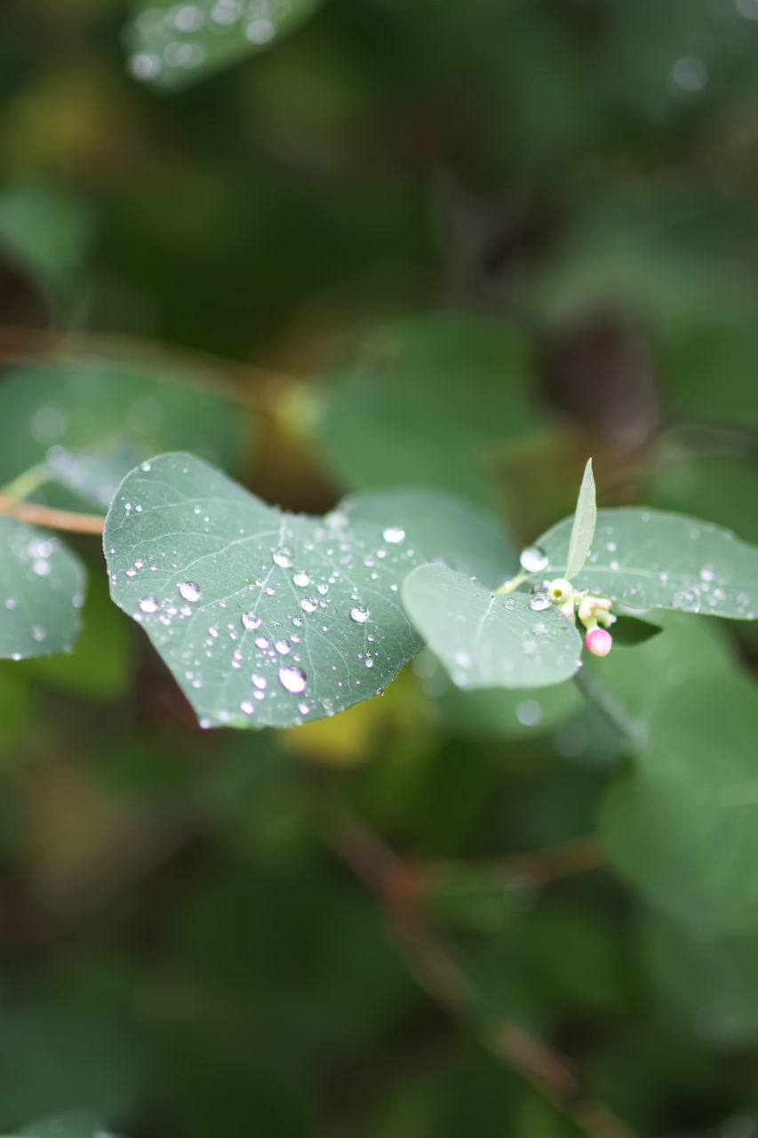 nature, green, leaf, plant part, drop, plant, water, close-up, wet, flower, beauty in nature, macro photography, focus on foreground, fragility, growth, dew, no people, day, freshness, moisture, selective focus, outdoors, petal, rain, animal, tranquility, plant stem, insect
